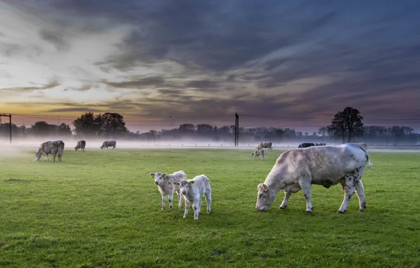 Картинка поле, туман, скот, Nederland, Deventer, Overijssel