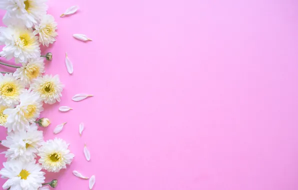 Картинка фон, лепестки, хризантемы