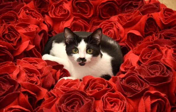 Картинка кошка, взгляд, цветы, розы