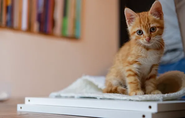 Кошка, взгляд, поза, котенок, стол, стена, книги, малыш