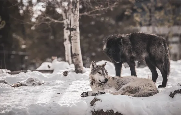 Картинка nature, predator, animal, wolf, wildlife, portrait, portrait., Canis lupus. face