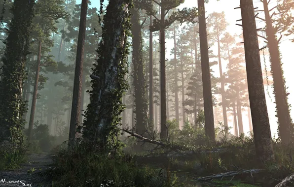 Лес, природа, растительность, тропа, pine forest