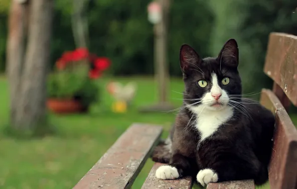 Картинка кошка, кот, взгляд, скамейка, черно-белый
