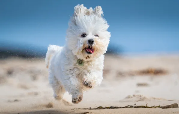 Картинка песок, собака, бег, белая, прогулка