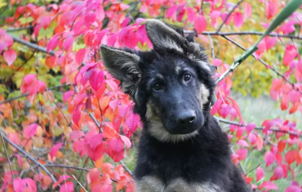 Осень, Собака, щенок