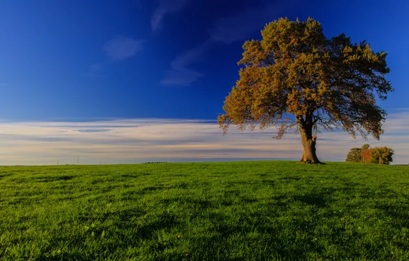 Картинка трава, дерево, Германия, Бавария, горизонт, луг, Germany, Bavaria