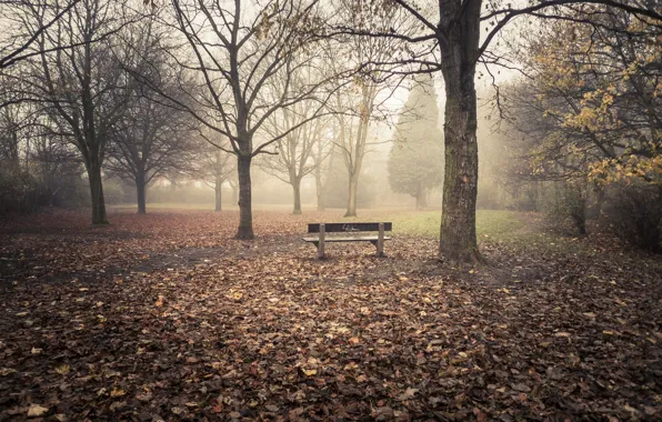 Листья, деревья, скамейка, туман, trees, leaves, fog, bench