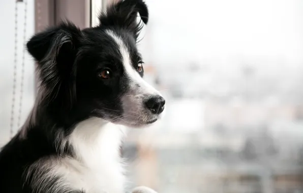 Собака, окно, смотрит, бордер колли, border collie