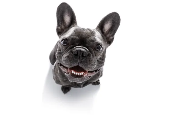 Картинка dog, view, face, eye, funny, french, isolated, happy