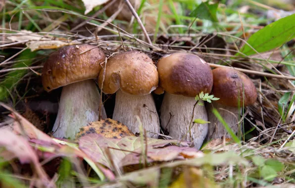 Картинка грибы, белый гриб, квартет, боровики, красавцы