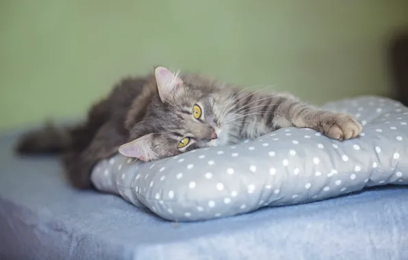 Кошка, кот, взгляд, серый, пушистый, мордочка, милый, лежит