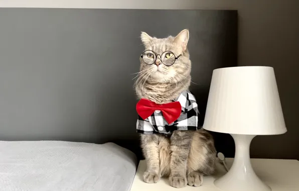 Кошка, кот, серый, стена, лампа, очки, рубашка, сидит