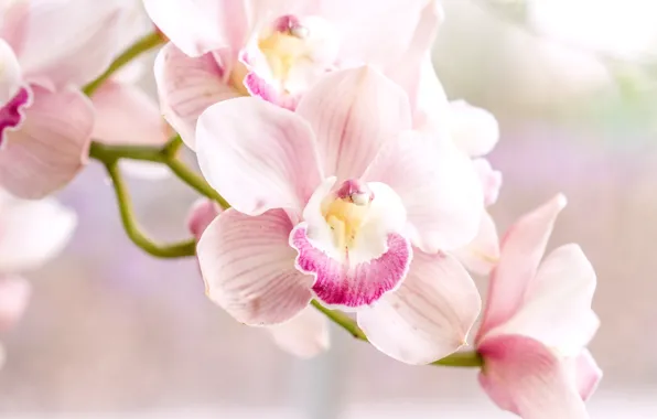 Розовый, нежность, орхидея