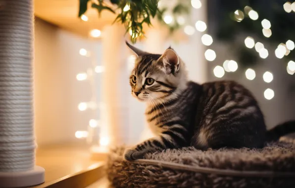 Кошка, взгляд, листья, свет, поза, блики, котенок, серый