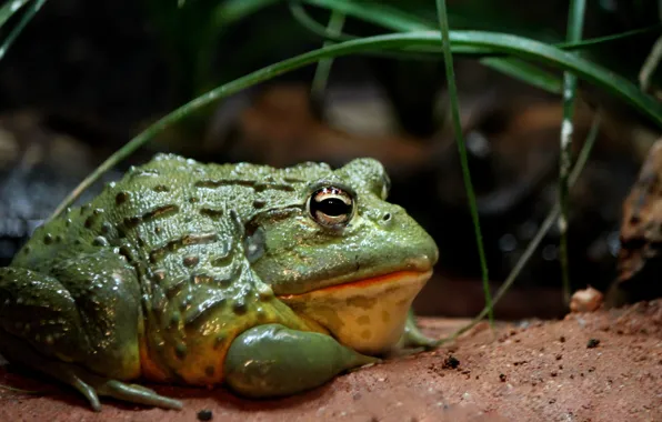 Plants, reptile, toad