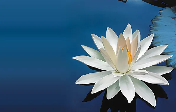 Water, Lily, Serene, Bloom
