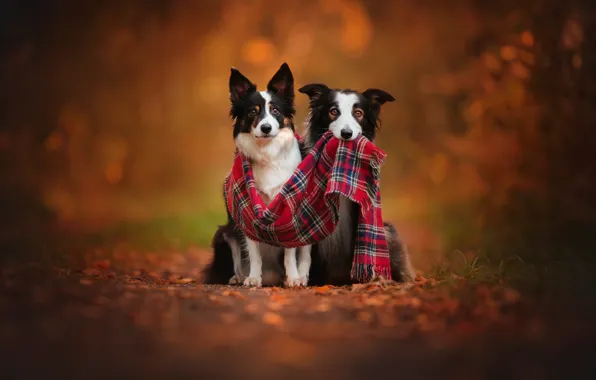 Картинка осень, собаки, две, шарф, пара