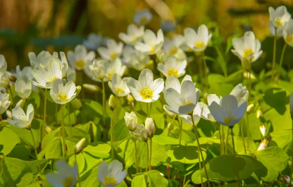 Картинка Весна, Spring, Белые цветы, White flowers