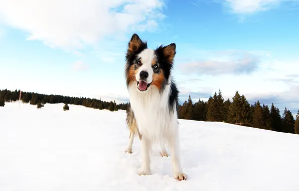 Картинка зима, лес, облака, снег, синева, собака, щенок, бордер-колли