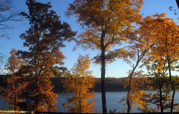 Картинка Дерево, Осень, Озеро, Fall, Листва, Autumn, Colors, Trees