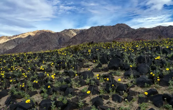 Flowers, Death Valley, Daily Ray of Hope