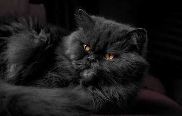 Кошка, кот, животное, питомец