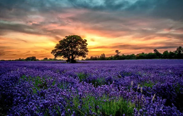 Sunset, flowers, Scenery, Lavender, Field