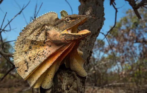 Природа, фон, lizard