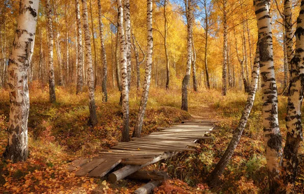 Картинка осень, лес, листья, мост, природа, фото, березы