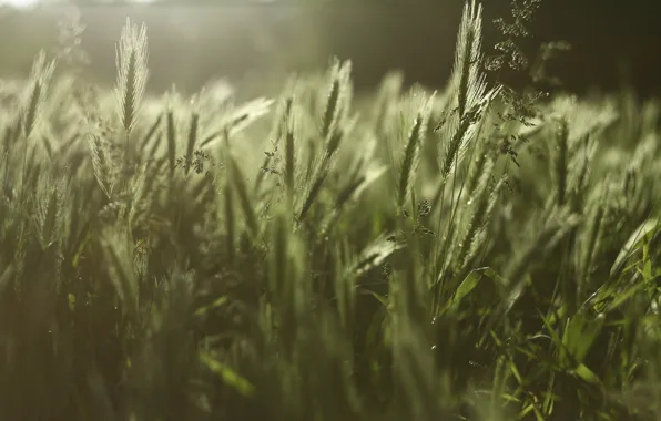 Картинка зелень, трава, колоски, сорняк, пейзаж. луг