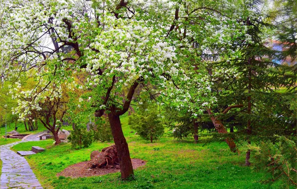 Картинка Природа, Весна, Парк, Nature, Park, Spring, Цветение, Flowering