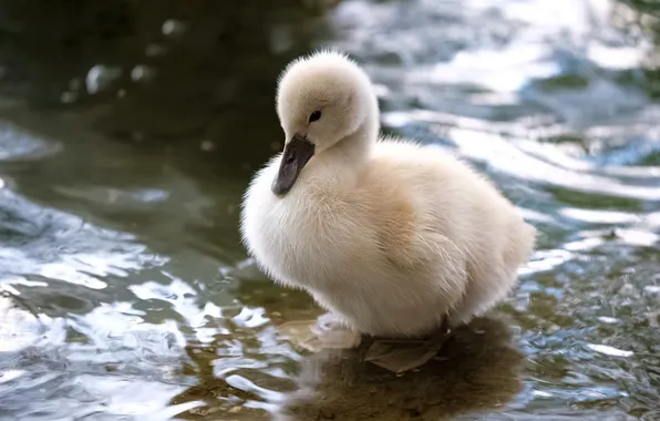 Вода, птица, лебедь, птенец, водоем, лебеденок