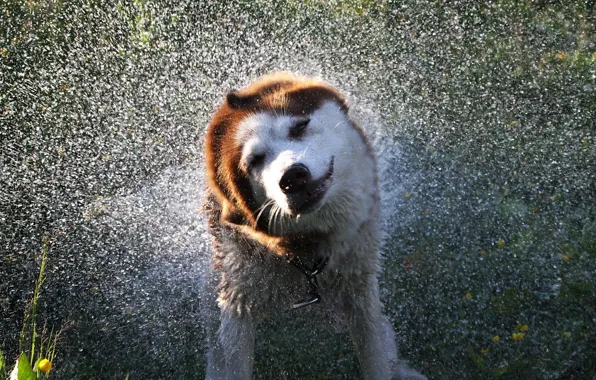 Вода, брызги, собака