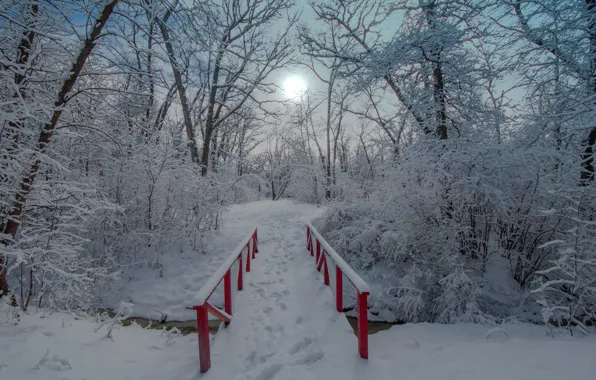 Картинка зима, снег, деревья, парк, мостик