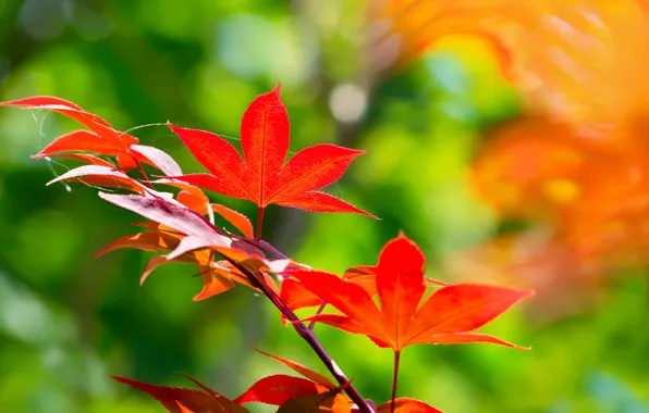 Картинка листья, фон, ветка, красные, клен, японский