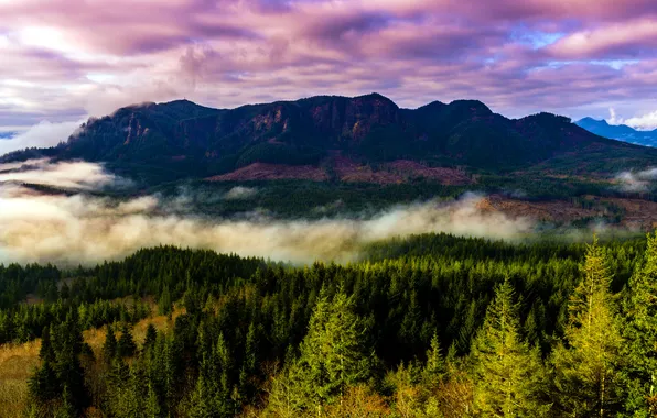 Лес, деревья, пейзаж, горы, туман, США, штат Орегон