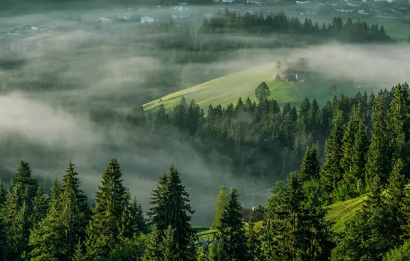 Деревья, туман, утро, Австрия, Альпы, Austria, Alps, Тироль