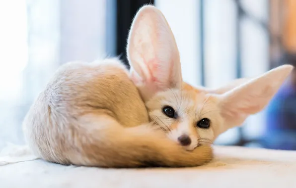 Глаза, лиса, fox, фенек, Fennec