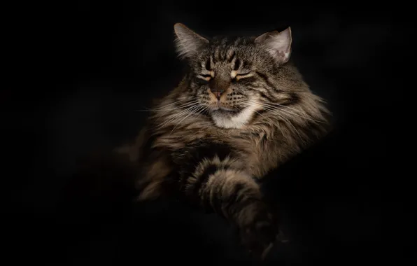Кошка, кот, взгляд, морда, серый, отдых, лапа, сон