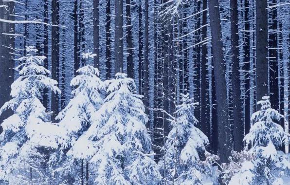 Картинка зима, лес, снег, новый год