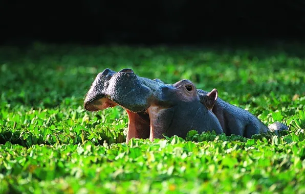 Растительность, купание, водоем, или гиппопотам (Hippopotamus amphibius), Обыкновенный бегемот