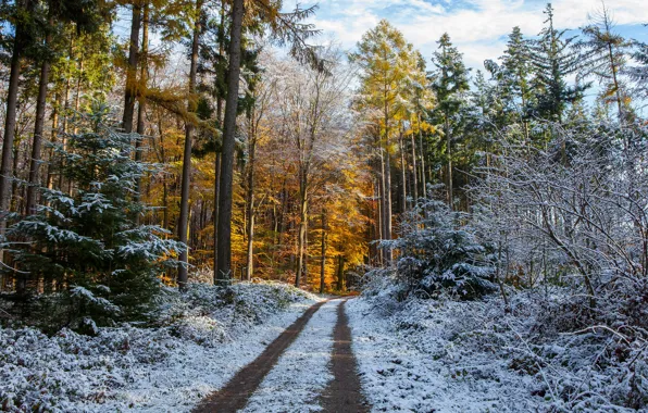 Картинка зима, иней, дорога, осень, лес, небо, снег, деревья