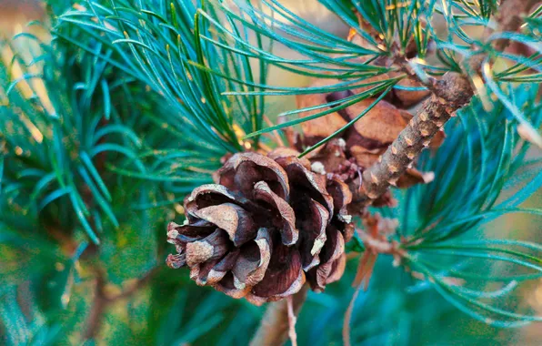 Pine, twig, cone