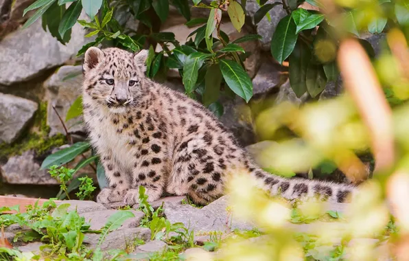 Камни, листва, размытость, ирбис, снежный барс, snow leopard, котёнок