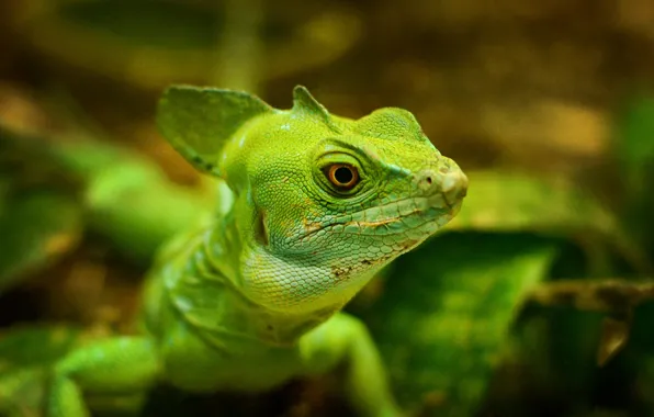 Макро, ящерица, зелёная