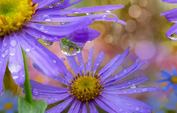 Макро, цветы, природа