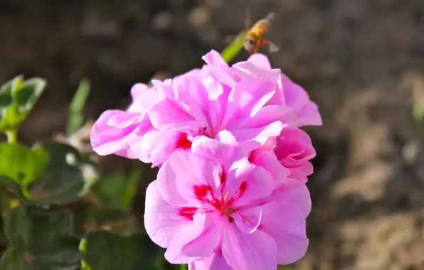 Макро, природа, пчела, розовые цветы