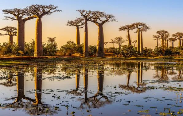 Картинка Закат, водоем, Sunset, отражение в воде, Мадагаскар, Madagascar, Аллея баобабов, Avenue Baobabs