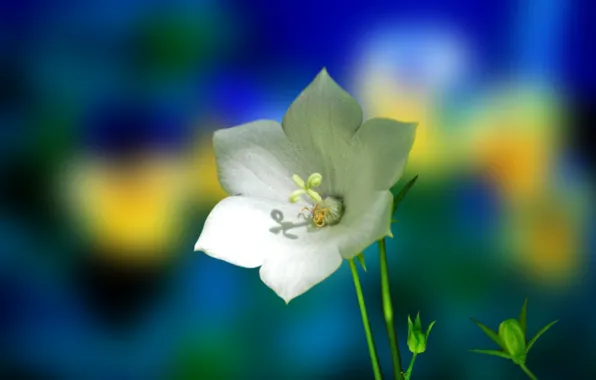 Картинка цветок, природа, растение, лепестки