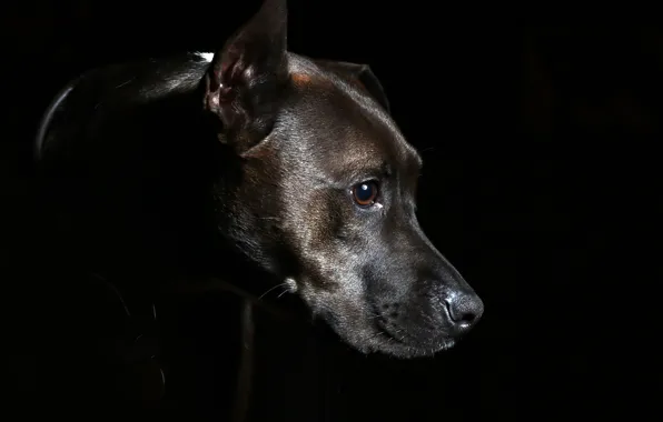 Картинка black, dog, black background, head, collar